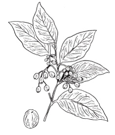 Иллюстрация к книге — Все о специях [i_045.jpg]