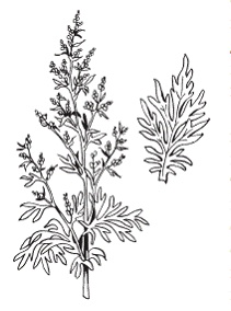 Иллюстрация к книге — Все о специях [i_049.jpg]