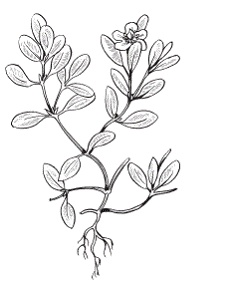 Иллюстрация к книге — Все о специях [i_050.jpg]