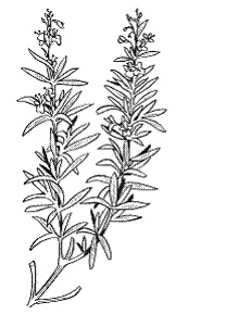 Иллюстрация к книге — Все о специях [i_051.jpg]