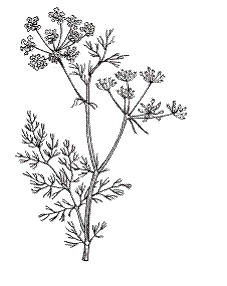 Иллюстрация к книге — Все о специях [i_054.jpg]