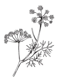 Иллюстрация к книге — Все о специях [i_055.jpg]