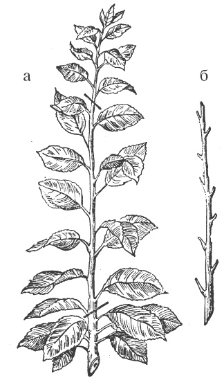 Иллюстрация к книге — Все о груше. Сорта, выращивание, уход [i_002.jpg]