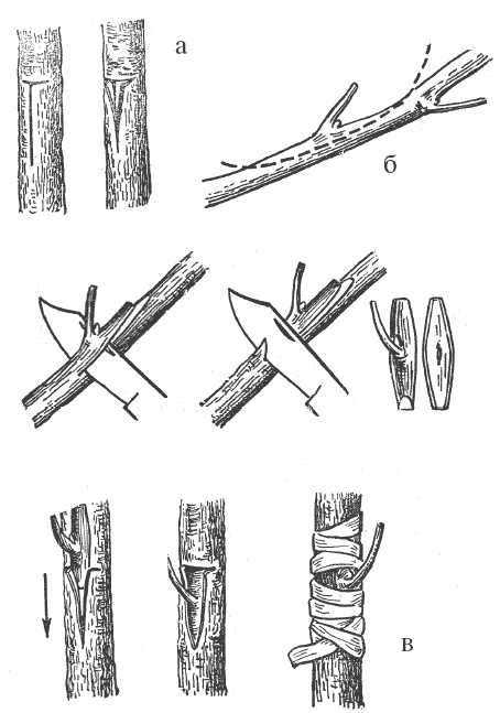 Иллюстрация к книге — Все о груше. Сорта, выращивание, уход [i_003.jpg]
