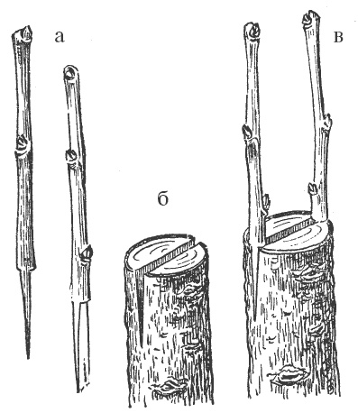 Иллюстрация к книге — Все о груше. Сорта, выращивание, уход [i_006.jpg]