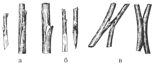 Иллюстрация к книге — Все о груше. Сорта, выращивание, уход [i_008.jpg]