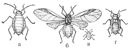 Иллюстрация к книге — Все о груше. Сорта, выращивание, уход [i_009.jpg]