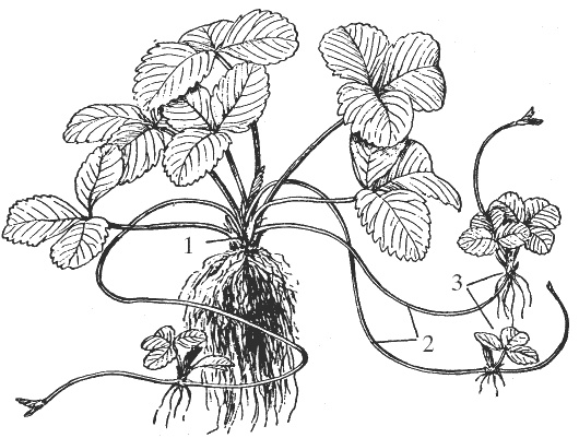 Иллюстрация к книге — Земляника. Клубника. Сорта, уход, сезонный календарь [i_001.jpg]