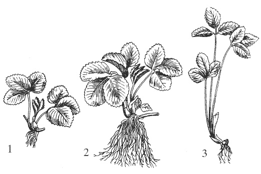 Иллюстрация к книге — Земляника. Клубника. Сорта, уход, сезонный календарь [i_002.jpg]