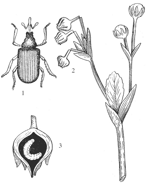 Иллюстрация к книге — Земляника. Клубника. Сорта, уход, сезонный календарь [i_005.jpg]