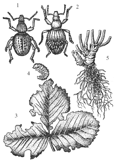Иллюстрация к книге — Земляника. Клубника. Сорта, уход, сезонный календарь [i_007.jpg]