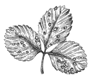 Иллюстрация к книге — Земляника. Клубника. Сорта, уход, сезонный календарь [i_008.jpg]