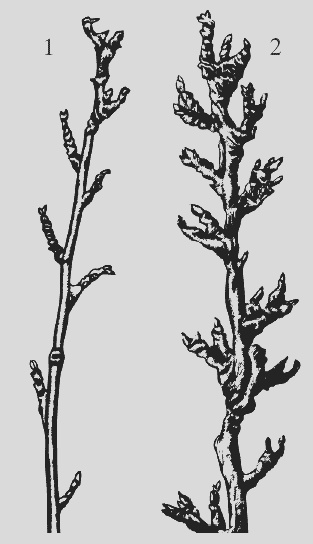 Иллюстрация к книге — Крыжовник. Сажаем, выращиваем, заготавливаем [i_001.jpg]