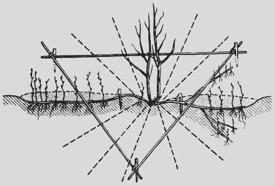 Иллюстрация к книге — Крыжовник. Сажаем, выращиваем, заготавливаем [i_003.jpg]