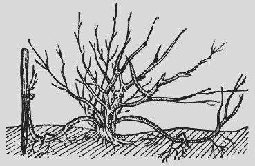 Иллюстрация к книге — Крыжовник. Сажаем, выращиваем, заготавливаем [i_007.jpg]