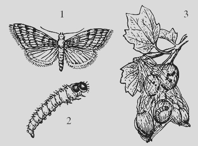 Иллюстрация к книге — Крыжовник. Сажаем, выращиваем, заготавливаем [i_008.jpg]