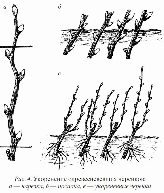 Иллюстрация к книге — Смородина. Сажаем, выращиваем, заготавливаем [i_004.jpg]
