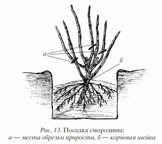 Иллюстрация к книге — Смородина. Сажаем, выращиваем, заготавливаем [i_013.jpg]