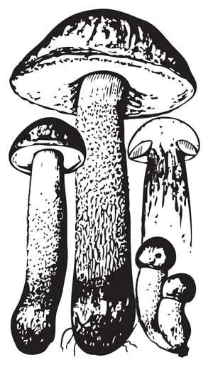 Иллюстрация к книге — Грибы. Собираем, выращиваем, заготавливаем [i_005.jpg]