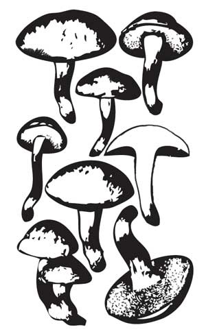 Иллюстрация к книге — Грибы. Собираем, выращиваем, заготавливаем [i_006.jpg]