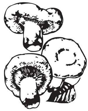 Иллюстрация к книге — Грибы. Собираем, выращиваем, заготавливаем [i_011.jpg]