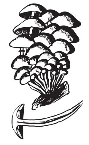 Иллюстрация к книге — Грибы. Собираем, выращиваем, заготавливаем [i_021.jpg]