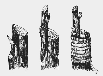 Иллюстрация к книге — Вишня, черешня. Сорта, выращивание, уход, заготовки [i_002.jpg]