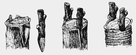 Иллюстрация к книге — Вишня, черешня. Сорта, выращивание, уход, заготовки [i_003.jpg]