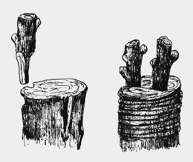 Иллюстрация к книге — Вишня, черешня. Сорта, выращивание, уход, заготовки [i_004.jpg]