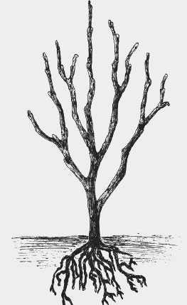 Иллюстрация к книге — Вишня, черешня. Сорта, выращивание, уход, заготовки [i_008.jpg]