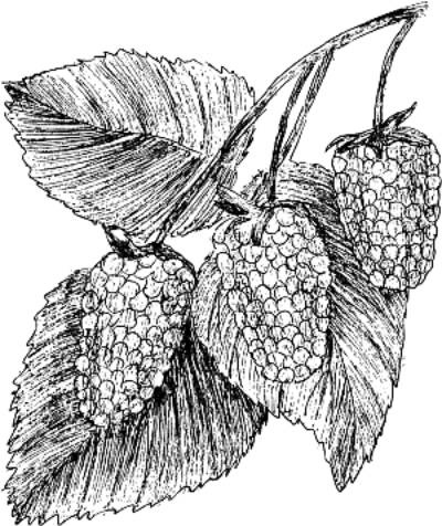 Иллюстрация к книге — Малина, ежевика. Сорта, выращивание, уход [i_001.jpg]