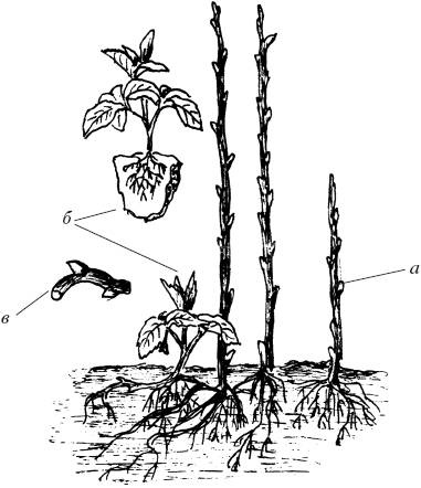 Иллюстрация к книге — Малина, ежевика. Сорта, выращивание, уход [i_003.jpg]