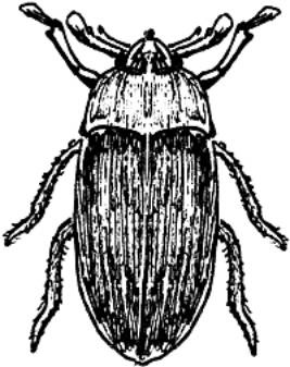 Иллюстрация к книге — Малина, ежевика. Сорта, выращивание, уход [i_008.jpg]