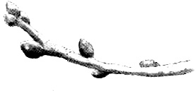 Иллюстрация к книге — Тоби Лолнесс. Книга 1. На волосок от гибели [i_001.jpg]