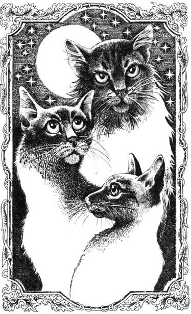 Иллюстрация к книге — Нерассказанные истории. История Остролистой [pic_2.jpg]