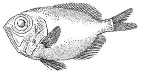 Иллюстрация к книге — Дары моря, исцеляющие организм [i_010.jpg]