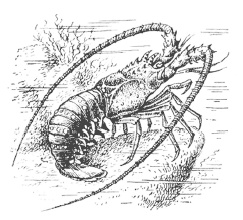 Иллюстрация к книге — Дары моря, исцеляющие организм [i_030.jpg]