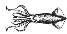 Иллюстрация к книге — Дары моря, исцеляющие организм [i_032.jpg]