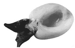 Иллюстрация к книге — Дары моря, исцеляющие организм [i_034.jpg]