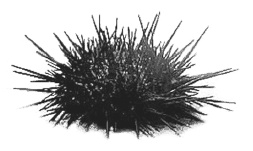 Иллюстрация к книге — Дары моря, исцеляющие организм [i_038.jpg]