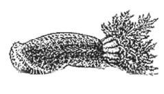 Иллюстрация к книге — Дары моря, исцеляющие организм [i_039.jpg]