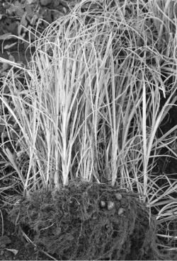 Иллюстрация к книге — Сильнее, чем женьшень. Орехи-целители [_5.jpg]