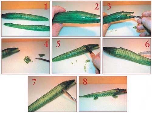 Иллюстрация к книге — Секреты украшения блюд праздничного стола [Autogen_eBook_id84.jpg]