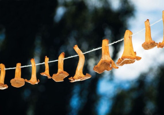 Иллюстрация к книге — Консервирование. 60 рецептов, которые вы еще не знаете [Autogen_eBook_id118.jpg]