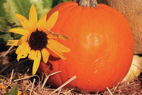 Иллюстрация к книге — Консервирование. 60 рецептов, которые вы еще не знаете [Autogen_eBook_id62.jpg]