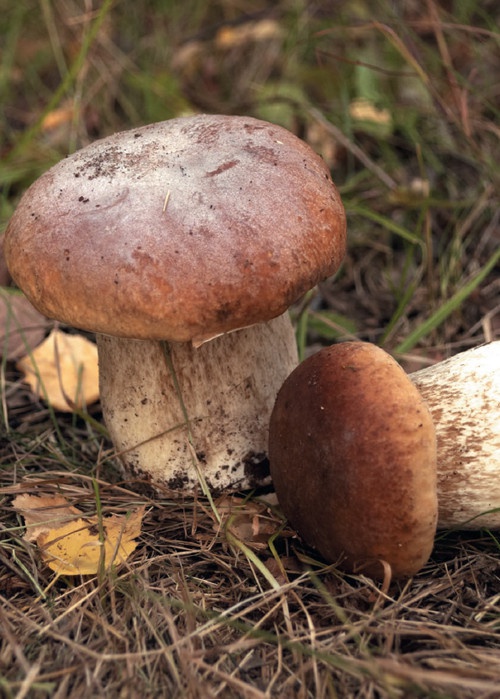 Иллюстрация к книге — Консервирование. 60 рецептов, которые вы еще не знаете [Autogen_eBook_id77.jpg]