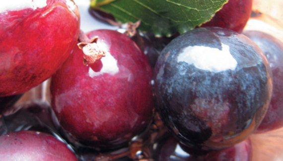 Иллюстрация к книге — Консервирование. 60 рецептов, которые вы еще не знаете [Autogen_eBook_id86.jpg]