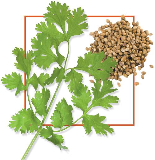 Иллюстрация к книге — Кориандр. Базилик [Autogen_eBook_id0.jpg]