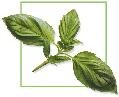 Иллюстрация к книге — Кориандр. Базилик [Autogen_eBook_id57.jpg]