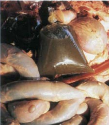 Иллюстрация к книге — Экстремальная кухня. Причудливые и удивительные блюда, которые едят люди [i_008.jpg]